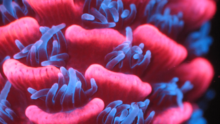 A Future of Heavier Rainstorms Could Be a Death Sentence For Corals<em></em>
